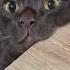 Funny Cat Videos Funny Cat Funnycats