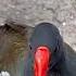 Moorhen Mocsik Mauras Cearc Fhraoich Cearc Gheal Mófugl Hedehøne Kokoszka ท ง մուրհեն
