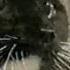 Talking Cat Saying Oh Long Johnson