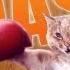 Animality Видео 7 Коты атакуют Cat Attacks Printer Jealous Cat To Mobile