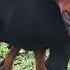 Doberman Kawin Doberman Mating Pass Out Pingsan Enak
