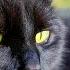 Black Cat Angry Beautiful Cat Meowing Compilation