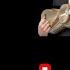 Sherali Joʻrayev Dilorom Karaoke Sing And Enjoy