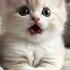 I M Sorry Mommy I Didn T Mean To Cat Kitten Cute Lipsync Catlovers