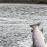 Fly Fishing For HUGE SEARUN BROWN TROUT By Todd Moen