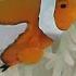 Study On Nemos Finds Rising Ocean Temperatures Cause Clownfish To Shrink