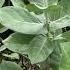 BEAUTYBERRY GIANT MILKWEED Super Cool Flowering Plants That Attract Wildlife Garden Flowers