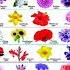 Learn Flowers Name In ENGLISH With Its HINDI Meaning Ll