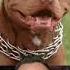 4 LIES TOLD ABOUT PITBULLS