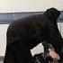Cruel Confrontation Threatening Grandmother And Throwing Her Out By Yahya