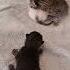 Baby Kittens Meowing The Sound Of Pure Joy