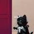 WHO S THAT Shorts Cat Catlovers Animation