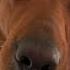 Thumbs Up If You Love Maverick Labrador Foxredlab Gorgeous Cutedog
