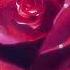 Lil Skies Red Roses Slowed Reverb Ft Landon Cube