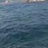 MARINERO MILVA Jonny Blond