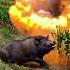 Poor Little Pig Farm Farming Satisfying Farmer Nature