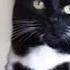 Weird Cat Gigachad Meme Dino Lol Funny