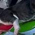 Woman Rescues Newborn Kitten Wrapped In Plastic The Dodo