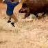 JungLi Suar Attack Animal Pigs Wildboar Viral