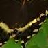The Butterfly Habitat Open Now At The Springs Preserve