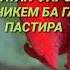 MUHAMMAD ALI TJ Мусофир Мешавам МОДАР ДУО КУН