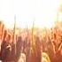 RAMMSTEIN DU HAST RESURRECTION FEST 2017 VIRTUAL REALITY 360º Parte 5