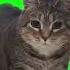 10 Hours Of Oiiaoiia Cat