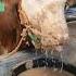Sapi Makan Comboran Sambil Tenggelam Shorts Viral Sapi Cow