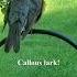 Enjoy George MacDonald S Scotch Novels With Side By Side English Translation Sir Gibbie Excerpt