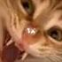 Mwehehe Cat But It Gets Slower