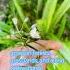 Dianella Ensifolia L Redouté Herbal Plants Easy Gardening