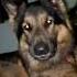 Cute Tommy Song Germanshepherd Dog Dogowner Petward Petowner Gsdpage Doglover Pets Dogs
