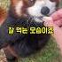 무시무시한 맹수 레서판다ㅎㄷㄷ