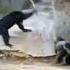 Memes Nikmok Monkeyfight Nik Fun