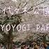 東京お花見 渋谷 代々木公園の桜2023 Japan Walk Cherry Blossom Viewing In Tokyo