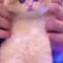 Cats Dance APT APT Apt Cute Catdance Meow
