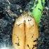 I Could Watch Time Lapses Of Seeds Growing All Day Goodful