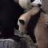 熊猫璨璨钓猫 崽崽的表情太搞笑 Panda Redpanda夕消 Funny Redpanda夕消 上野パンダ Animals Cute Cutepanda Pets