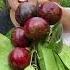 Mangosteen Can Only Bear Fruit On Trees That Are At Least Ten Years Old The Queen Of Fruits Fruit