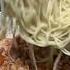 Bacon Cherry Tomato Pasta Padale Ni Esmi Pasta Ulamideas Bacon Foodie Mabisa