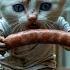 A Shop Owner Watches A Cat Steal Food Every Day And Is Surprised When He Understand What S Happening