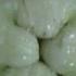 Green Makopa Aka Sweet Macopa Or Bangkok Green Variety Makopa Greenfood Food