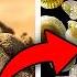 25 Astonishing Things You Can Only See Under A Microscope
