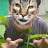 Kucing Minta Susu Shorts