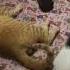 Baby Sister Ya Galak Amat Ya Subscribe Catlover