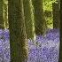 4K HDR Bluebell Woods English Forest Birds Singing No Loop Relaxing Nature Video Sounds