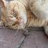 Майский жук и кот животные кот рыжийкот Cat забавныеживотные котики шортс Animals юмор Cat