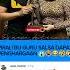 Viral Bu Guru SALSA Mendapatkan Penghargaan Trendingshorts Viralshorts Guru Beritaterkini