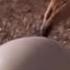 Jackal Vs Ostrich Egg Vs Vulture National Geographic