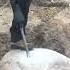 Amazon JackHammer Vs Granite Boulder TR 100 TR Industrial